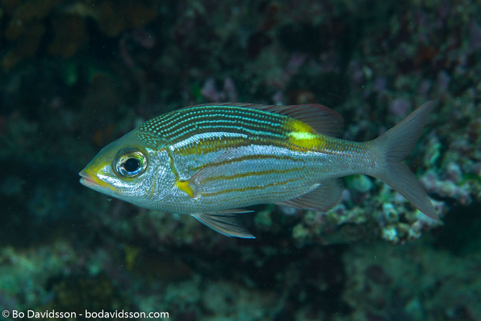 BD-130711-Maldives-0235-Gnathodentex-aureolineatus-(Lacepède.-1802)-[Striped-large-eye-bream].jpg
